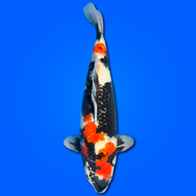 Carpa Koi Showa - Selezione Giappone 2025