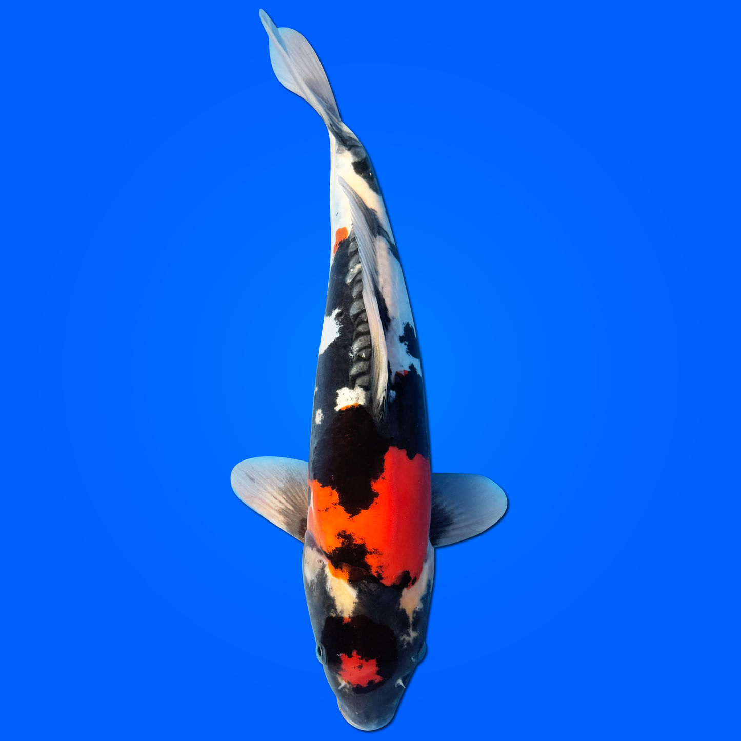 Carpa Koi Showa Doitsu - Selezione Giappone 2025