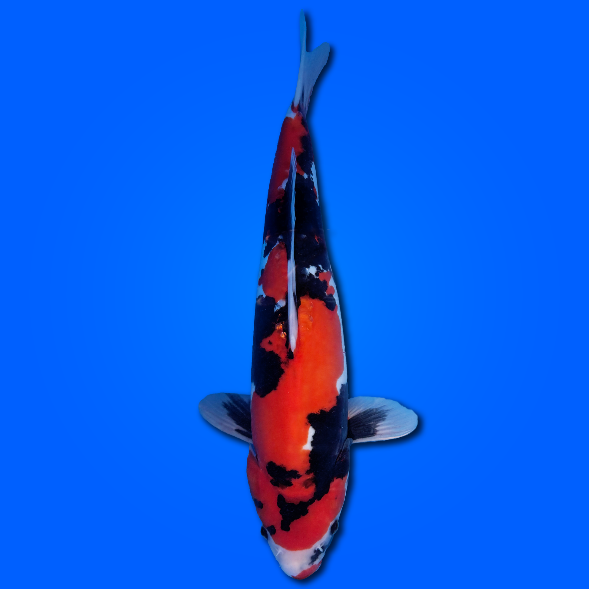 Carpa Koi Showa Doitsu - Selezione Giappone 2025