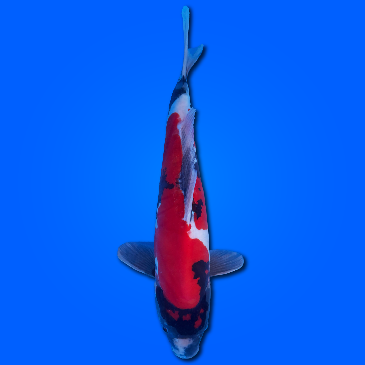 Carpa Koi Showa Doitsu - Selezione Giappone 2025