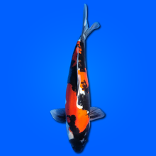 Carpa Koi Showa Doitsu - Selezione Giappone 2025