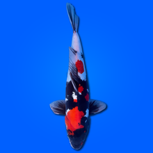 Carpa Koi Showa Doitsu - Selezione Giappone 2025