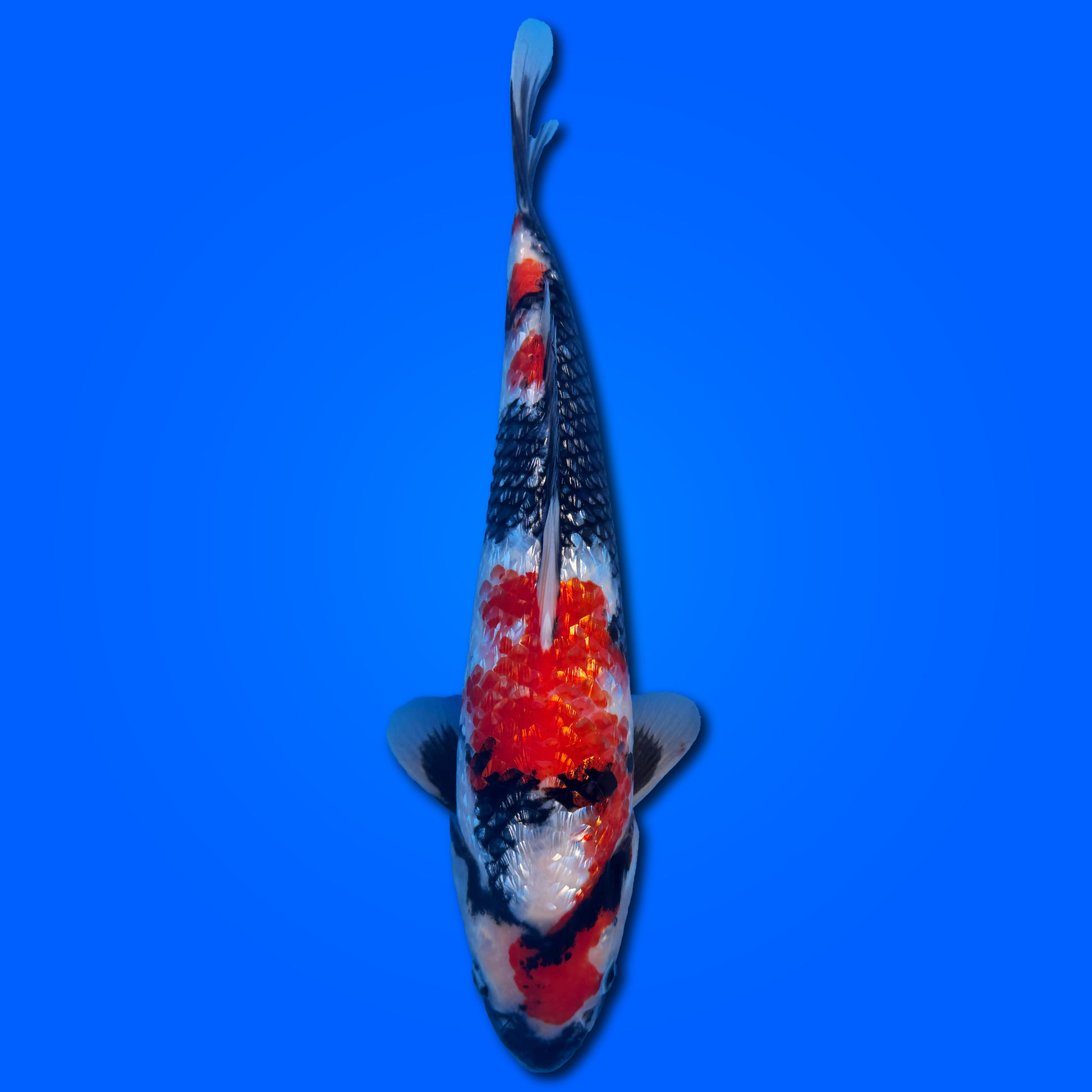 Carpa Koi Showa Ginrin - Selezione Giappone 2025