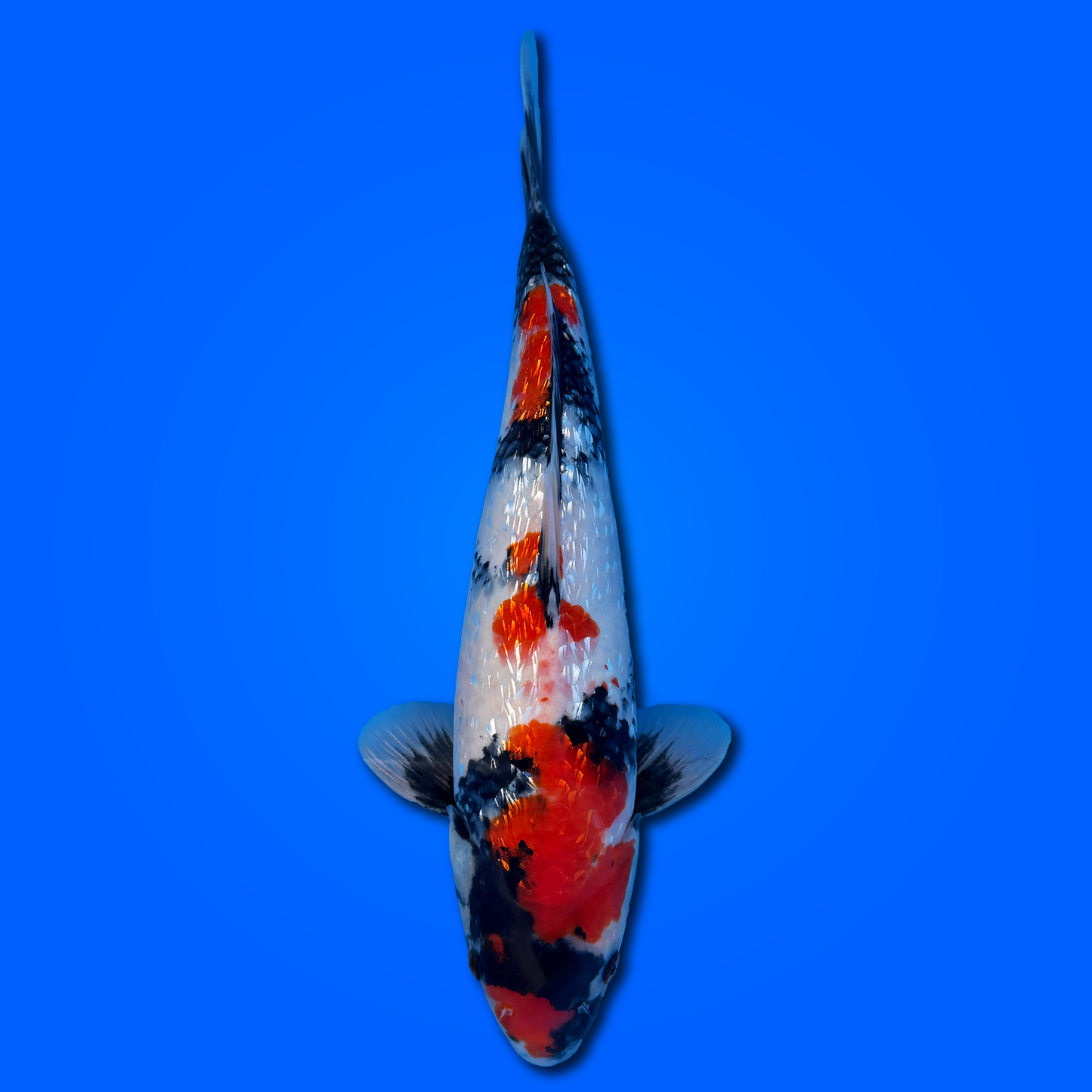 Carpa Koi Showa Ginrin - Selezione Giappone 2025