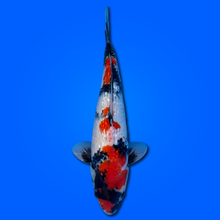 Carpa Koi Showa Ginrin - Selezione Giappone 2025