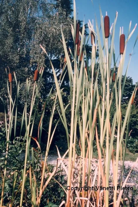 Typha Latifolia (Mazza sorda)