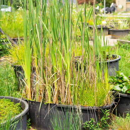 Typha Latifolia (Mazza sorda)