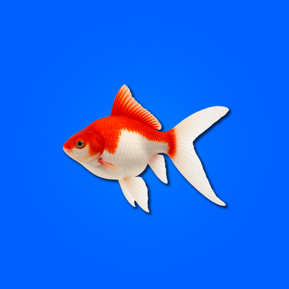 Tamasaba – Pesce Rosso Giapponese