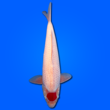 Carpa Koi Tancho - Selezione Giappone 2025
