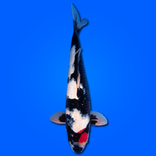 Carpa Koi Tancho Showa - Selezione Giappone 2025