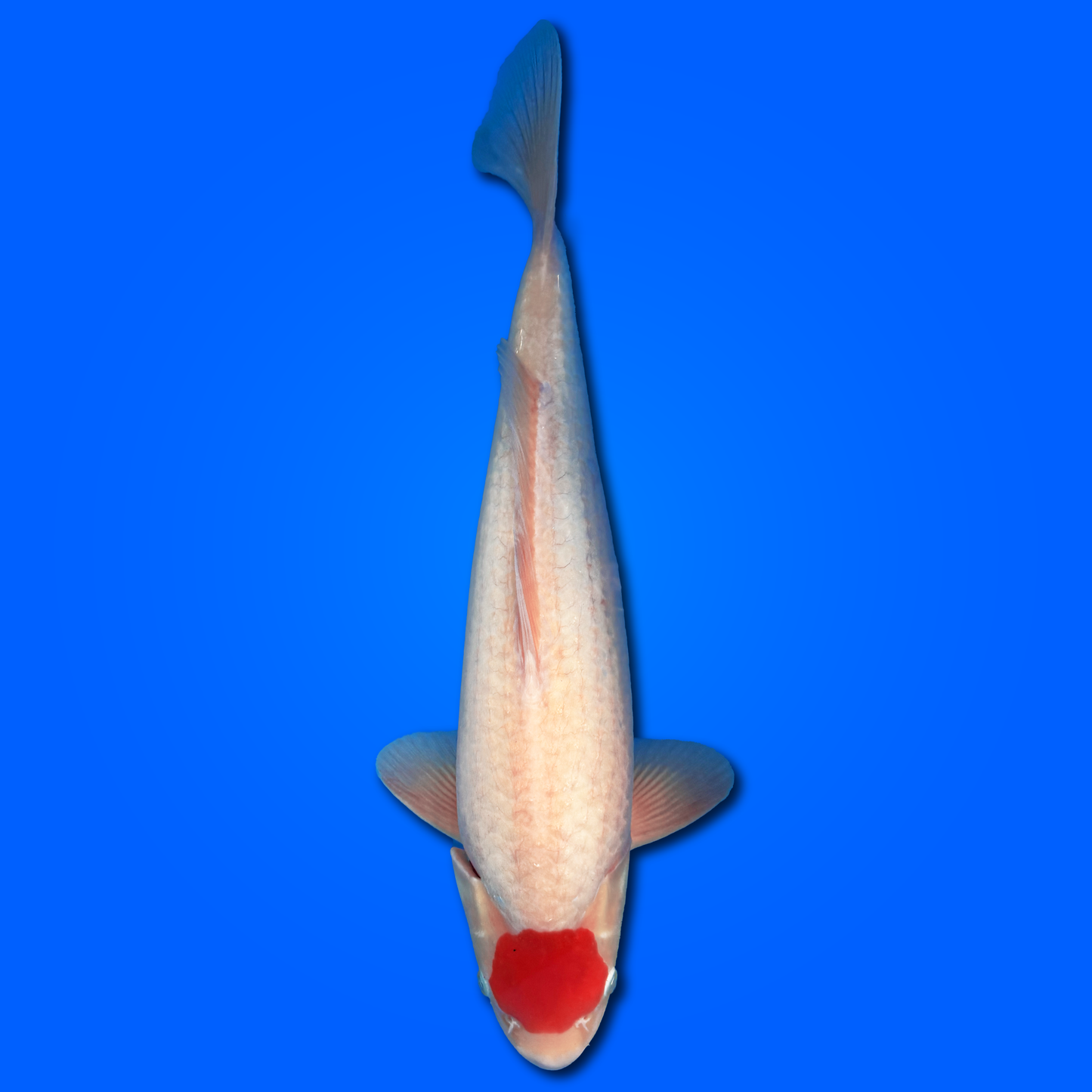 Carpa Koi Tancho (modificare colori bianco) - Selezione Giappone 2025