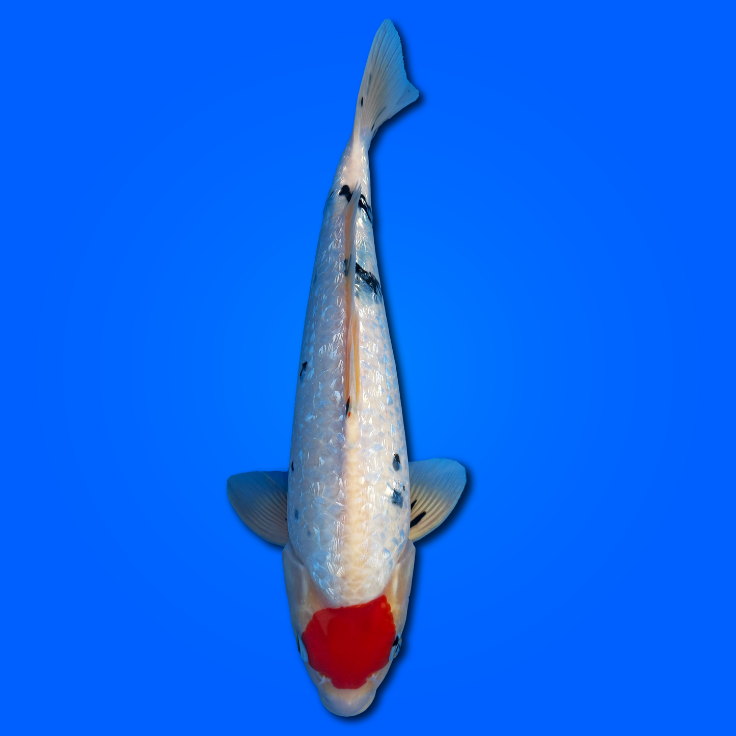 Carpa Koi Tancho Sanke - Selezione Giappone 2025