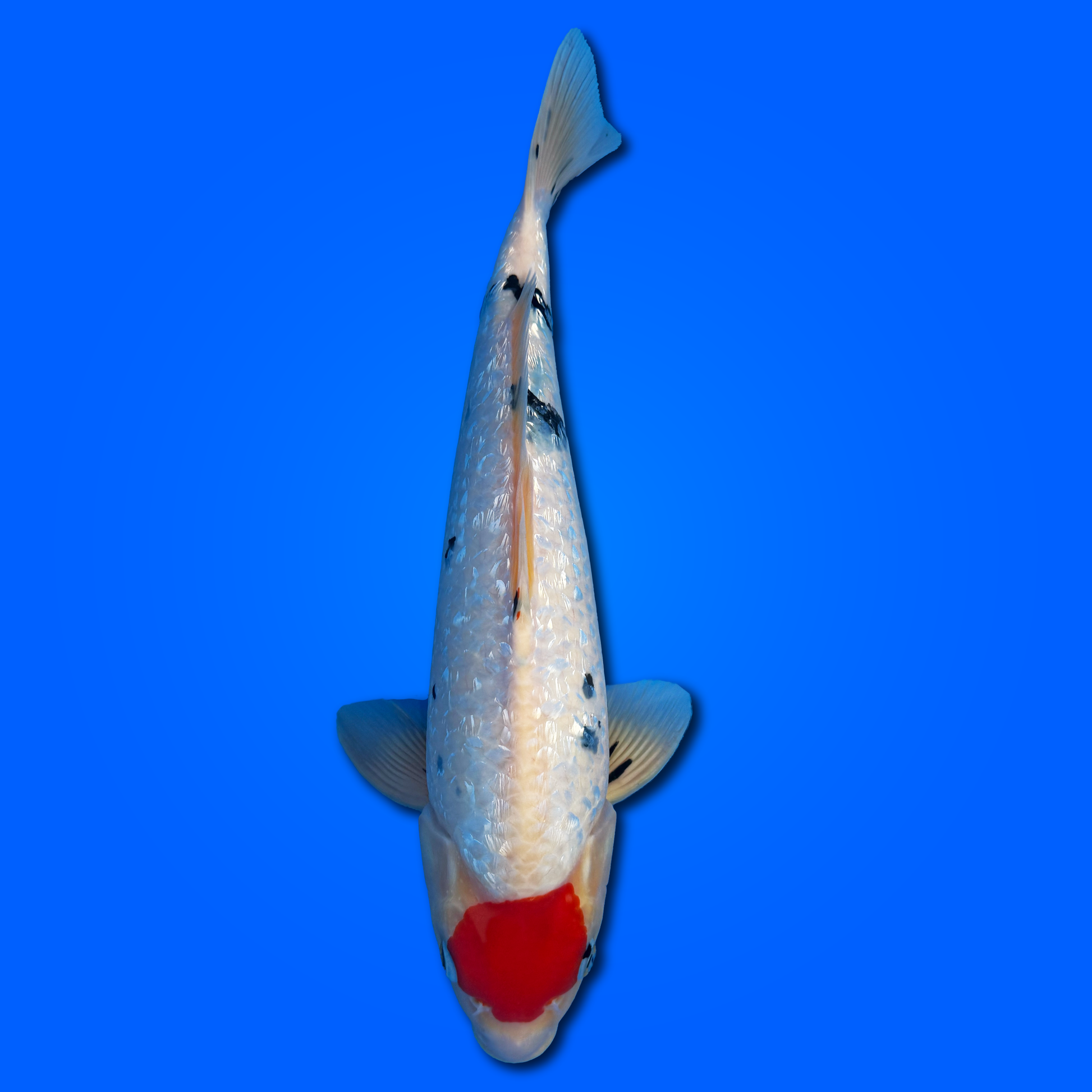 Carpa Koi Tancho Sanke - Selezione Giappone 2025