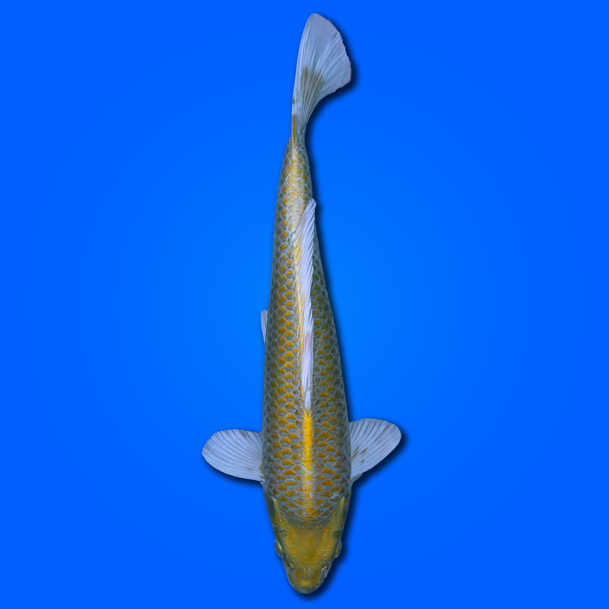 Carpa Koi Yamabuki - Giappone Febbraio 2026