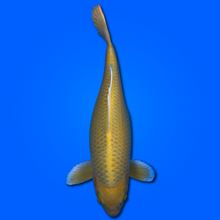 Carpa Koi Yamabuki - Giappone Febbraio 2026