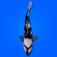 Carpa Koi Shiro Utsuri Ginrin - Selezione Giappone 2025