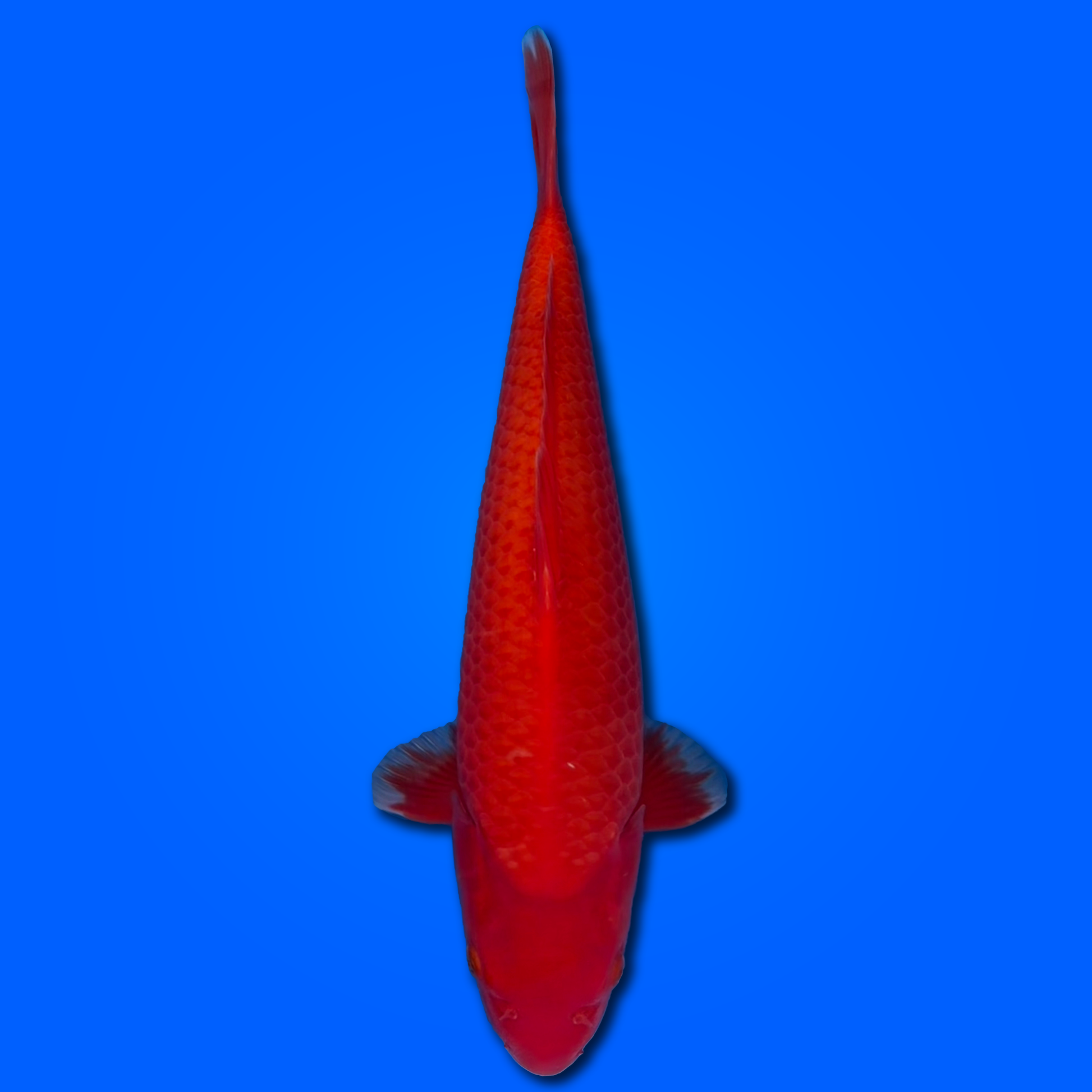 Carpa Koi Benigoi - Selezione Giappone 2025