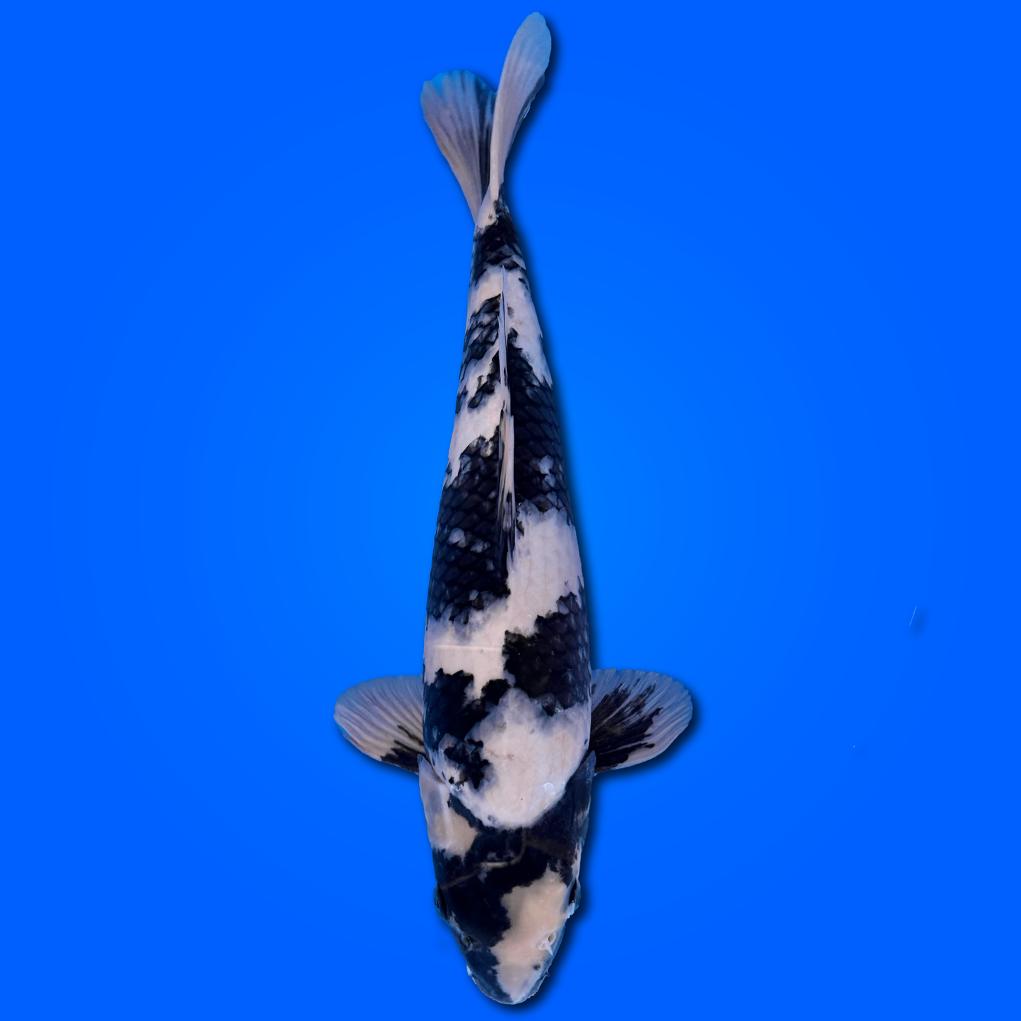 Carpa Koi Shiro Utsuri - Selezione Giappone 2025