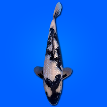 Carpa Koi Shiro Utsuri Ginrin - Selezione Giappone 2025