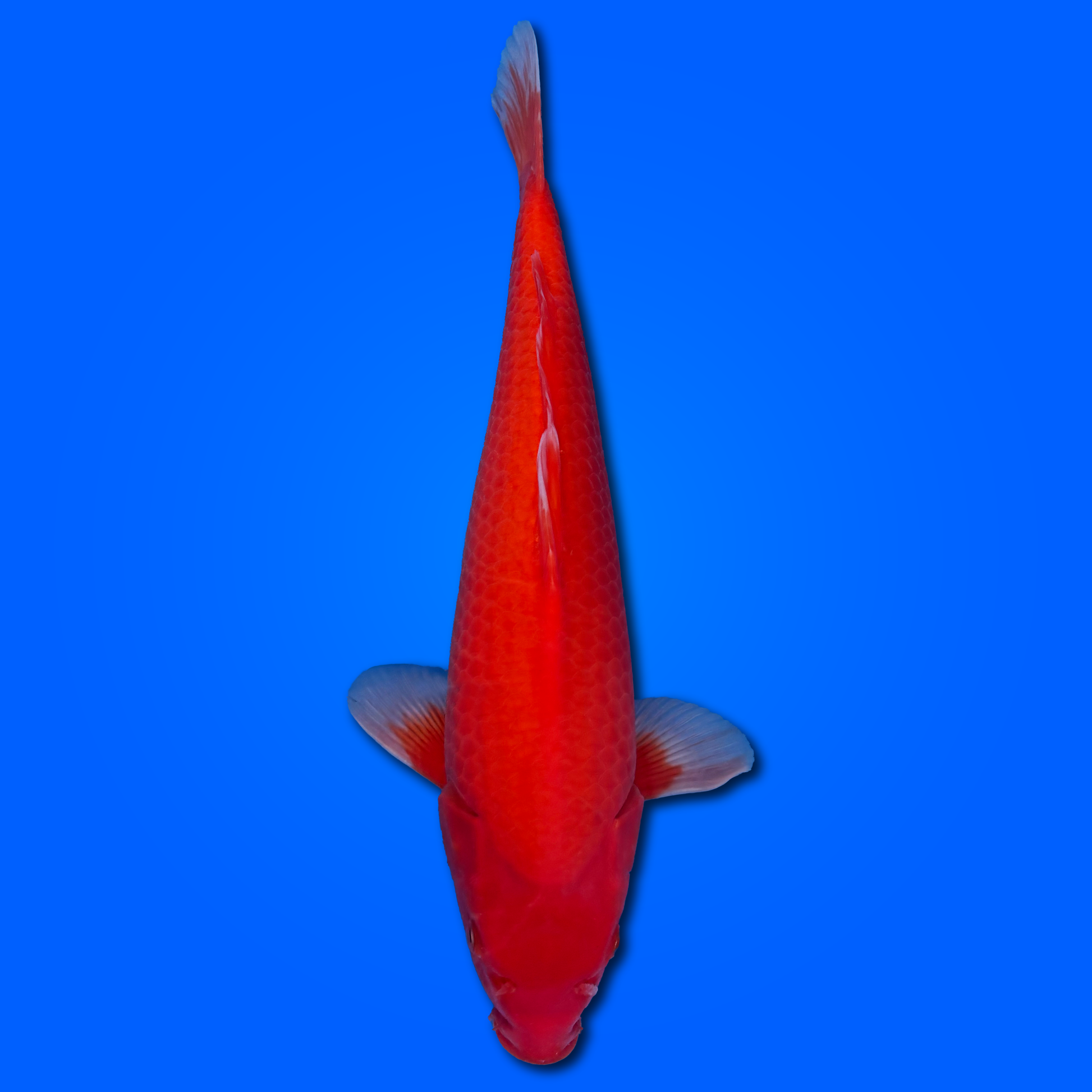 Carpa Koi Benigoi - Selezione Giappone 2025