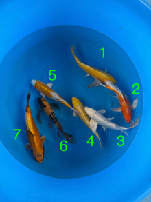 Box I Yamazake YMZ26001 - 7 koi Nisai 34–37 cm - Giappone ottobre 2026