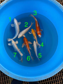 Box L Yamazake YMZ26002 - 7 koi Nisai 34–37 cm - Giappone ottobre 2026