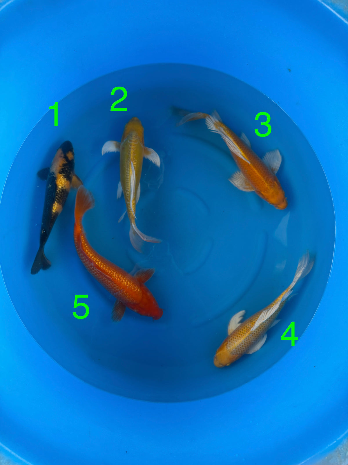 Box N Yamazake YMZ26004 - 5 koi Nisai 34–40 cm - Giappone ottobre 2026
