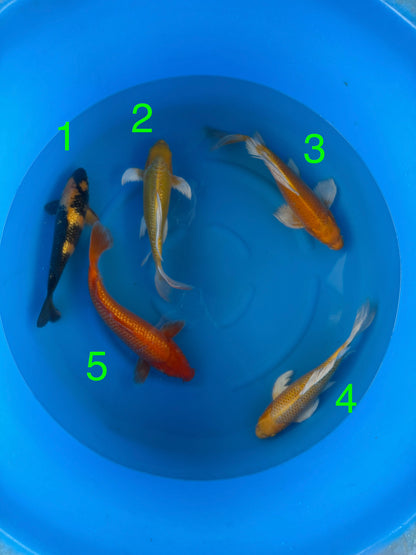 Box N Yamazake YMZ26004 - 5 koi Nisai 34–40 cm - Giappone ottobre 2026