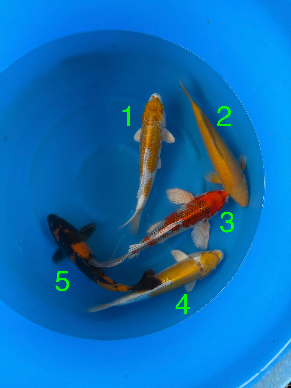 Box O Yamazake YMZ26005 - 5 koi Nisai 34–40 cm - Giappone ottobre 2026