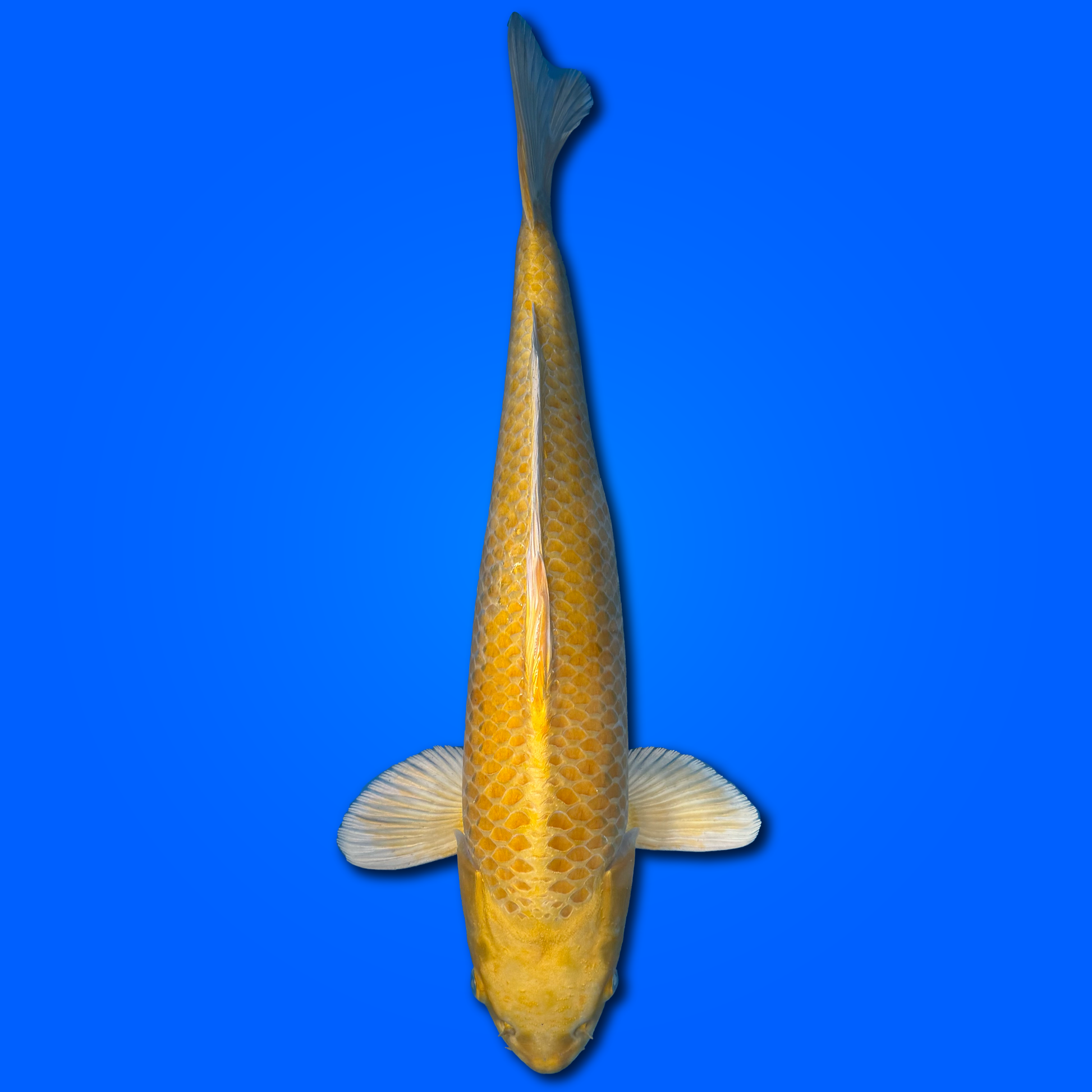 Carpa Koi Yamabuki - Selezione Giappone 2025