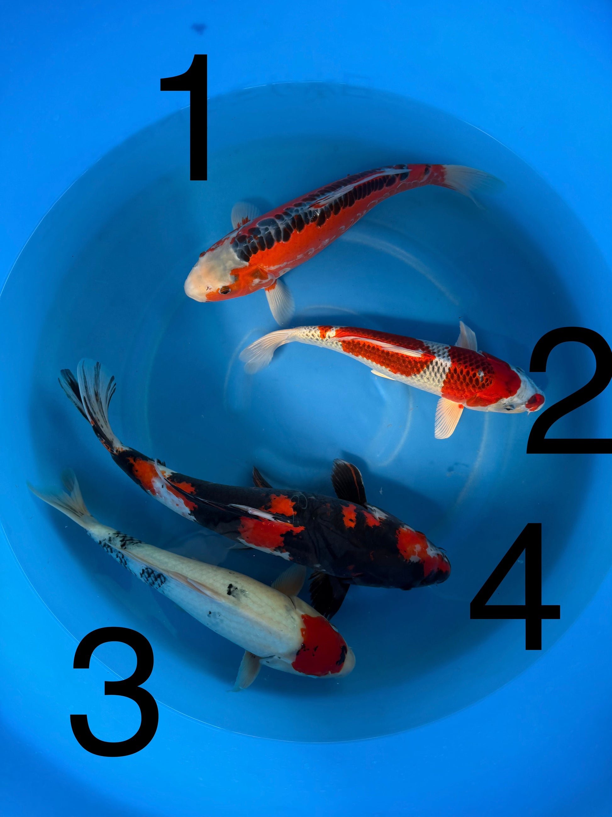 Carpe Koi — Box H (Giappone 2025)