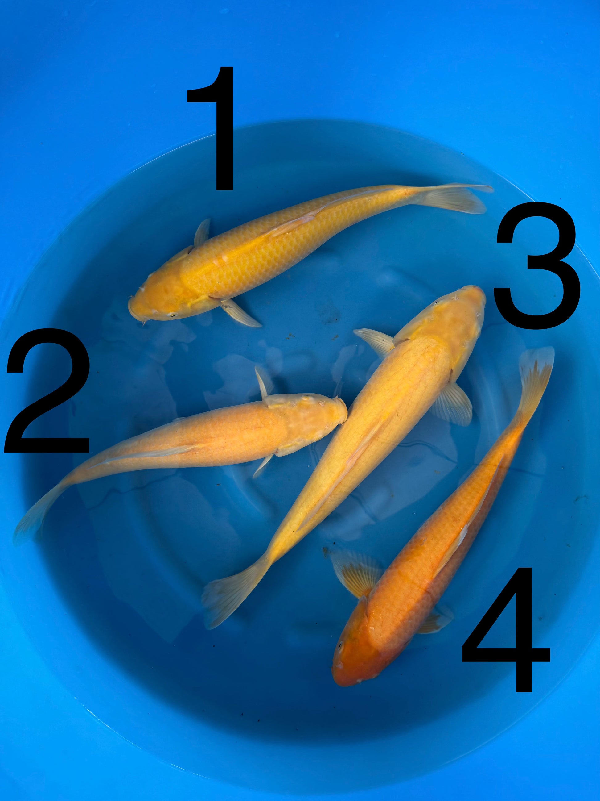 Carpe Koi — Box I (Giappone 2025)