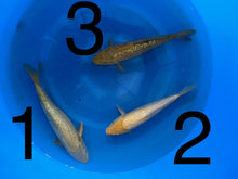 Carpe Koi — Box L (Giappone 2025)