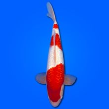 Carpa Koi Kohaku Ginrin - Selezione Giappone 2025