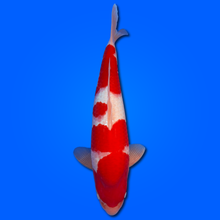 Carpa Koi Kohaku - Selezione Giappone 2025