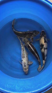 Carpe Koi - Box B26