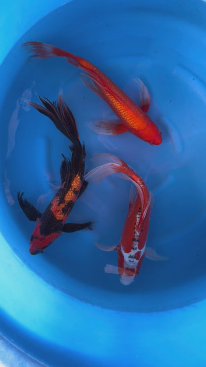 Koi Carp - Box N (Japan February 2026)