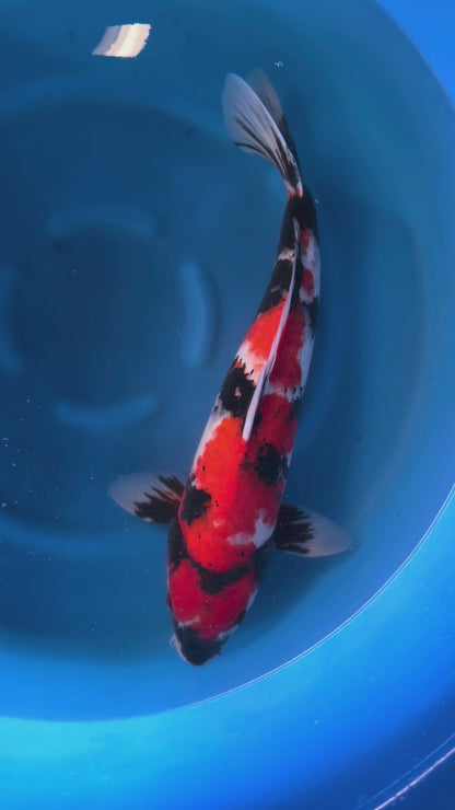 Carpa Koi Showa (Giappone ottobre 2026)