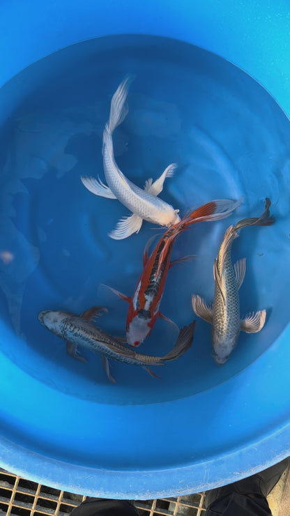 Koi Carp - Box P (Japan February 2026)