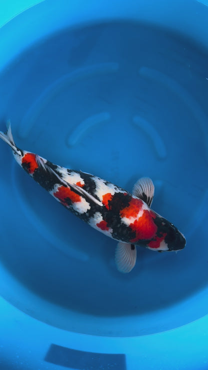 Carpa Koi Showa (Giappone ottobre 2026)