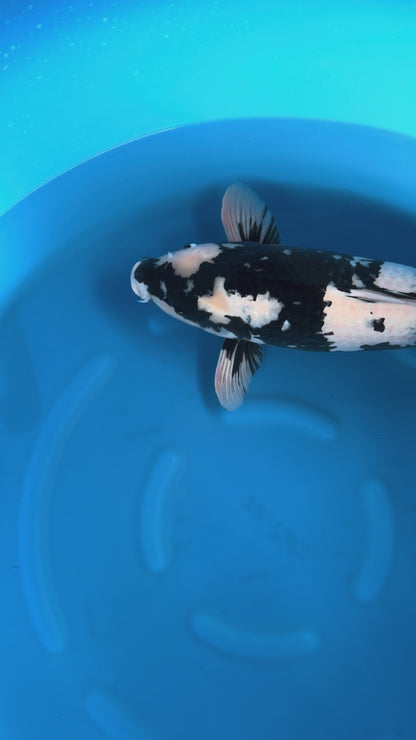 Carpa Koi Shiro Utsuri (Giappone ottobre 2026)