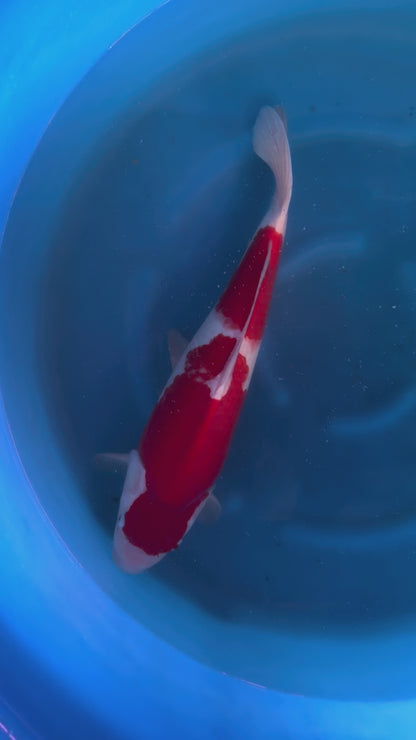 Carpa Koi Kohaku (Giappone ottobre 2026)