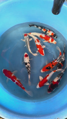 Giappone febbraio 2026 - Box F - Izuru da 25 a 30 cm