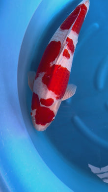 Carpa Koi Kohaku (Giappone ottobre 2026)
