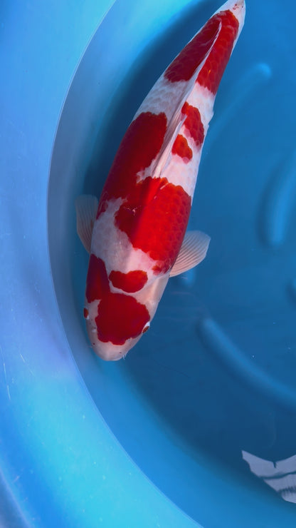 Carpa Koi Kohaku (Giappone ottobre 2026)
