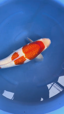 Carpa Koi Kohaku (Giappone ottobre 2026)