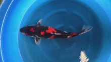 Carpa Koi Showa (Giappone ottobre 2026)