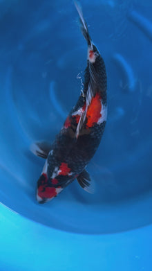 Carpa Koi Showa (Giappone ottobre 2026)