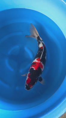 Carpa Koi Showa (Giappone ottobre 2026)