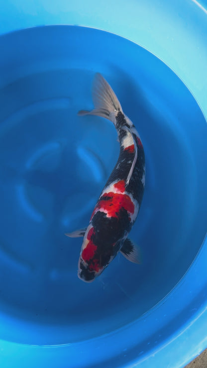 Carpa Koi Showa (Giappone ottobre 2026)
